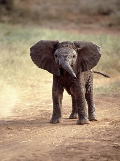 'African Elephant Baby (Loxodonta Africana)' Photographic Print ...