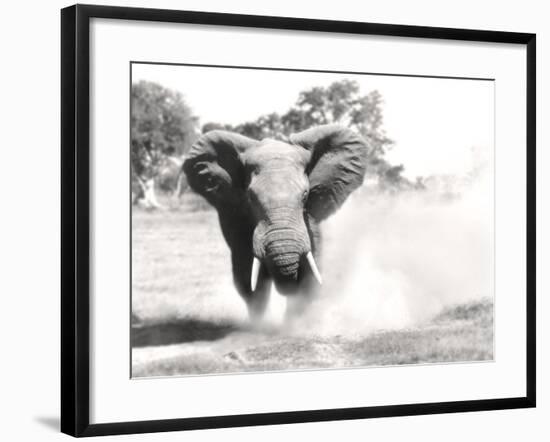 African Elephant Bull Displaying Aggressive Behaviour-null-Framed Photographic Print