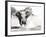 African Elephant Bull Displaying Aggressive Behaviour-null-Framed Photographic Print