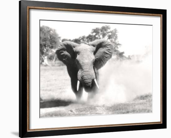 African Elephant Bull Displaying Aggressive Behaviour-null-Framed Photographic Print