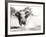 African Elephant Bull Displaying Aggressive Behaviour-null-Framed Photographic Print