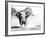 African Elephant Bull Displaying Aggressive Behaviour-null-Framed Photographic Print