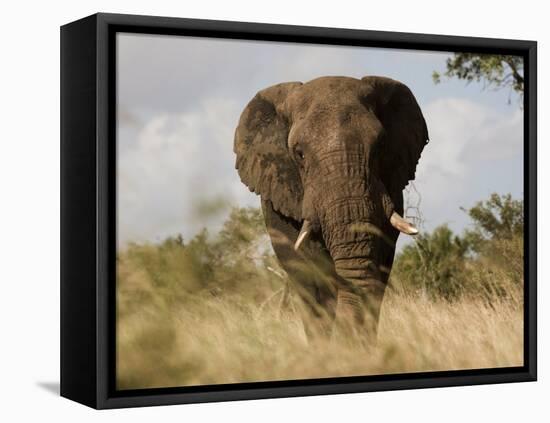 African Elephant Bull, Kruger National Park, Mpumalanga, South Africa, Africa-Toon Ann & Steve-Framed Premier Image Canvas