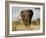 African Elephant Bull, Kruger National Park, Mpumalanga, South Africa, Africa-Toon Ann & Steve-Framed Photographic Print