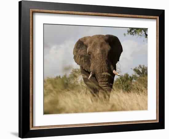 African Elephant Bull, Kruger National Park, Mpumalanga, South Africa, Africa-Toon Ann & Steve-Framed Photographic Print