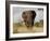 African Elephant Bull, Kruger National Park, Mpumalanga, South Africa, Africa-Toon Ann & Steve-Framed Photographic Print