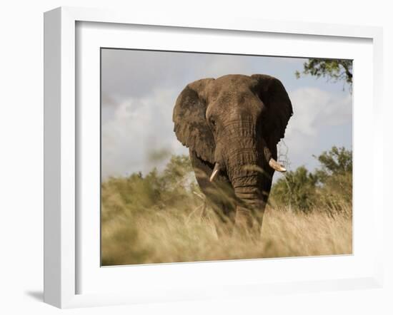 African Elephant Bull, Kruger National Park, Mpumalanga, South Africa, Africa-Toon Ann & Steve-Framed Photographic Print