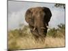 African Elephant Bull, Kruger National Park, Mpumalanga, South Africa, Africa-Toon Ann & Steve-Mounted Photographic Print
