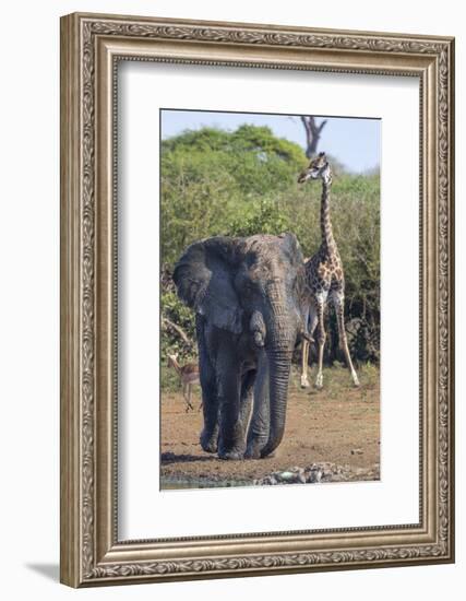 African Elephant Bull (Loxodonta Africana) at Waterhole with Giraffe, Kruger National Park, Africa-Ann & Steve Toon-Framed Photographic Print