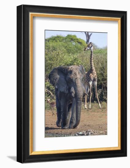 African Elephant Bull (Loxodonta Africana) at Waterhole with Giraffe, Kruger National Park, Africa-Ann & Steve Toon-Framed Photographic Print