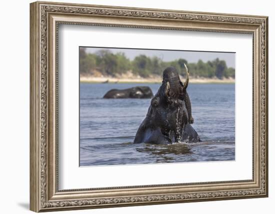 African Elephant Bull (Loxodonta Africana) Bathing in Chobe While Crossing River, Botswana, Africa-Ann & Steve Toon-Framed Photographic Print