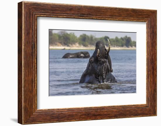 African Elephant Bull (Loxodonta Africana) Bathing in Chobe While Crossing River, Botswana, Africa-Ann & Steve Toon-Framed Photographic Print