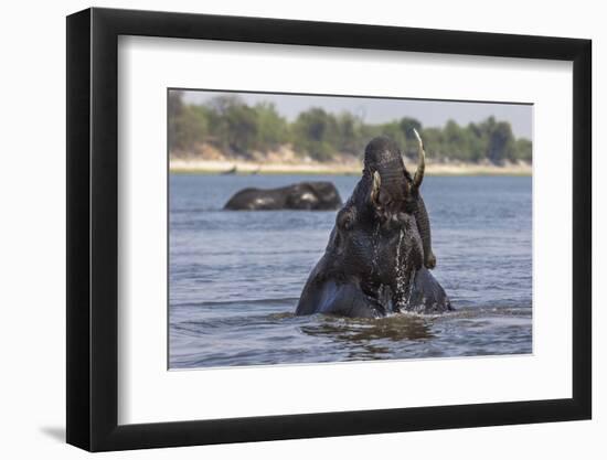 African Elephant Bull (Loxodonta Africana) Bathing in Chobe While Crossing River, Botswana, Africa-Ann & Steve Toon-Framed Photographic Print