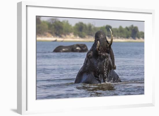 African Elephant Bull (Loxodonta Africana) Bathing in Chobe While Crossing River, Botswana, Africa-Ann & Steve Toon-Framed Photographic Print