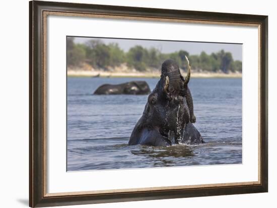 African Elephant Bull (Loxodonta Africana) Bathing in Chobe While Crossing River, Botswana, Africa-Ann & Steve Toon-Framed Photographic Print