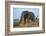 African Elephant Bull (Loxodonta Africana), Kruger National Park, South Africa, Africa-Ann & Steve Toon-Framed Photographic Print