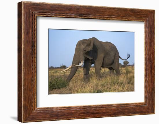 African Elephant Bull (Loxodonta Africana), Kruger National Park, South Africa, Africa-Ann & Steve Toon-Framed Photographic Print