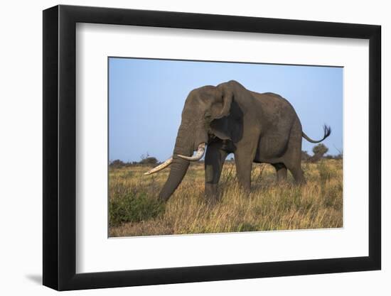 African Elephant Bull (Loxodonta Africana), Kruger National Park, South Africa, Africa-Ann & Steve Toon-Framed Photographic Print