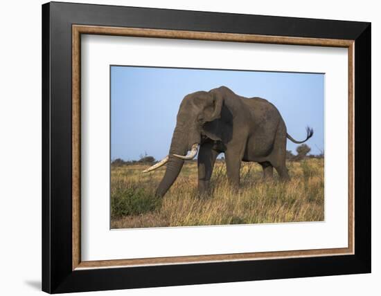 African Elephant Bull (Loxodonta Africana), Kruger National Park, South Africa, Africa-Ann & Steve Toon-Framed Photographic Print