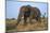 African Elephant Bull (Loxodonta Africana), Kruger National Park, South Africa, Africa-Ann & Steve Toon-Mounted Photographic Print