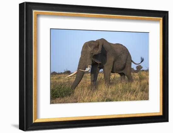 African Elephant Bull (Loxodonta Africana), Kruger National Park, South Africa, Africa-Ann & Steve Toon-Framed Photographic Print