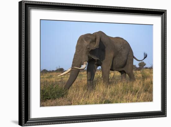 African Elephant Bull (Loxodonta Africana), Kruger National Park, South Africa, Africa-Ann & Steve Toon-Framed Photographic Print