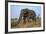 African Elephant Bull (Loxodonta Africana), Kruger National Park, South Africa, Africa-Ann & Steve Toon-Framed Photographic Print