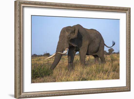 African Elephant Bull (Loxodonta Africana), Kruger National Park, South Africa, Africa-Ann & Steve Toon-Framed Photographic Print