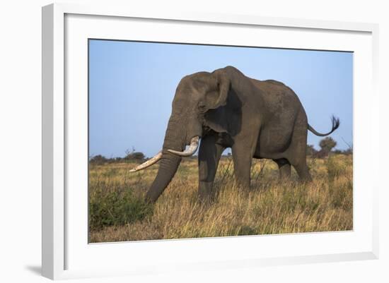 African Elephant Bull (Loxodonta Africana), Kruger National Park, South Africa, Africa-Ann & Steve Toon-Framed Photographic Print