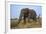 African Elephant Bull (Loxodonta Africana), Kruger National Park, South Africa, Africa-Ann & Steve Toon-Framed Photographic Print