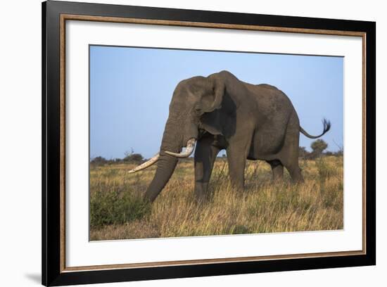 African Elephant Bull (Loxodonta Africana), Kruger National Park, South Africa, Africa-Ann & Steve Toon-Framed Photographic Print