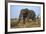 African Elephant Bull (Loxodonta Africana), Kruger National Park, South Africa, Africa-Ann & Steve Toon-Framed Photographic Print