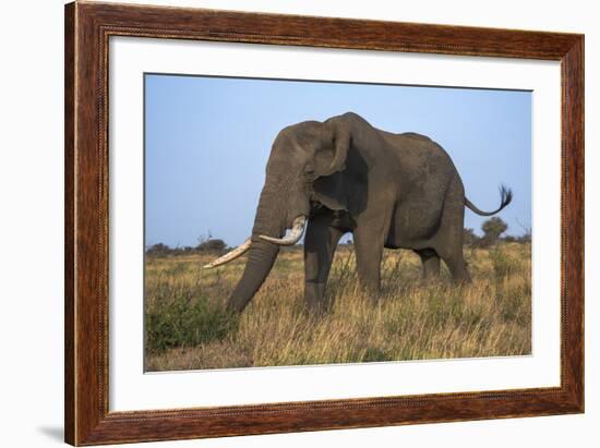 African Elephant Bull (Loxodonta Africana), Kruger National Park, South Africa, Africa-Ann & Steve Toon-Framed Photographic Print