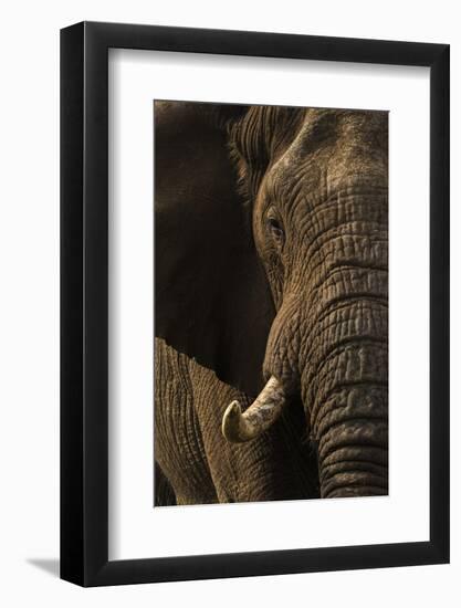 African elephant bull (Loxodonta africana), Zimanga private game reserve, KwaZulu-Natal-Ann and Steve Toon-Framed Photographic Print