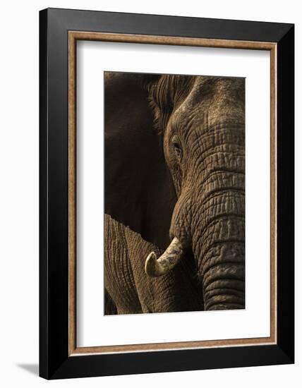 African elephant bull (Loxodonta africana), Zimanga private game reserve, KwaZulu-Natal-Ann and Steve Toon-Framed Photographic Print