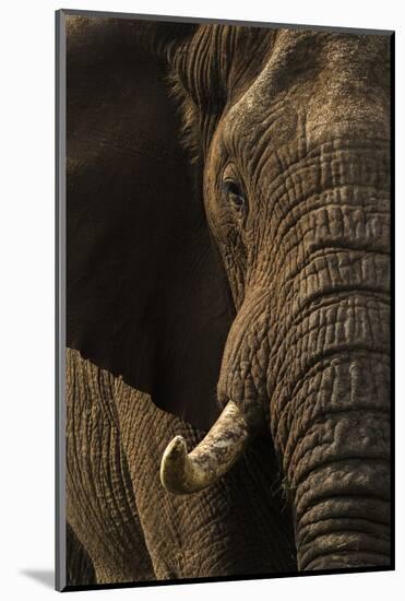 African elephant bull (Loxodonta africana), Zimanga private game reserve, KwaZulu-Natal-Ann and Steve Toon-Mounted Photographic Print