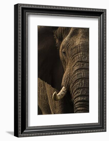 African elephant bull (Loxodonta africana), Zimanga private game reserve, KwaZulu-Natal-Ann and Steve Toon-Framed Photographic Print