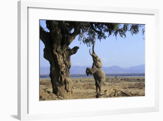 African Elephant Bull, on Hind Legs, Feeding-null-Framed Photographic Print