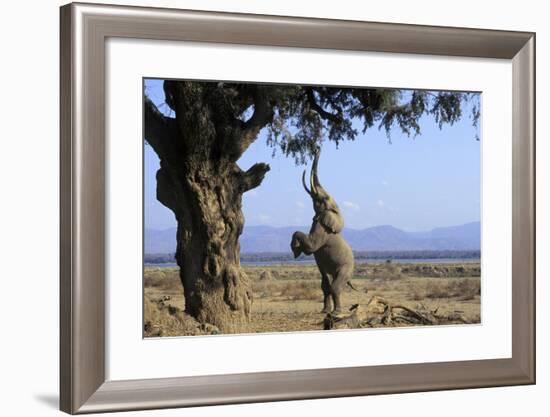 African Elephant Bull, on Hind Legs, Feeding-null-Framed Photographic Print