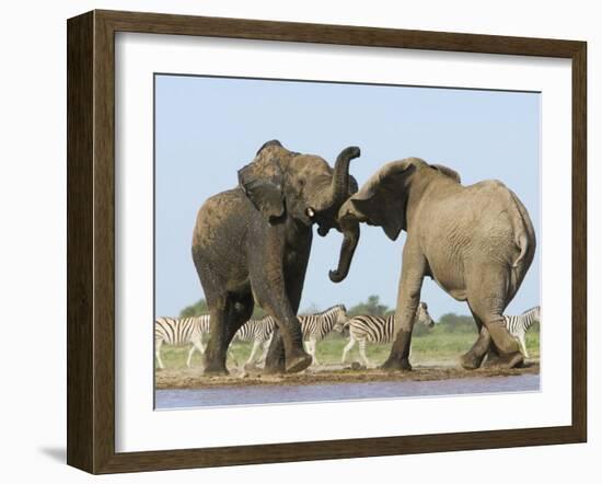 African Elephant, Bulls Fighting at Waterhole, Zebra in Background, Etosha National Park, Namibia-Tony Heald-Framed Photographic Print