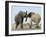 African Elephant, Bulls Fighting at Waterhole, Zebra in Background, Etosha National Park, Namibia-Tony Heald-Framed Photographic Print