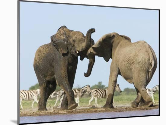 African Elephant, Bulls Fighting at Waterhole, Zebra in Background, Etosha National Park, Namibia-Tony Heald-Mounted Photographic Print