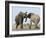 African Elephant, Bulls Fighting at Waterhole, Zebra in Background, Etosha National Park, Namibia-Tony Heald-Framed Photographic Print