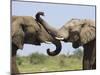 African Elephant, Bulls Sparring with Trunks, Etosha National Park, Namibia-Tony Heald-Mounted Photographic Print