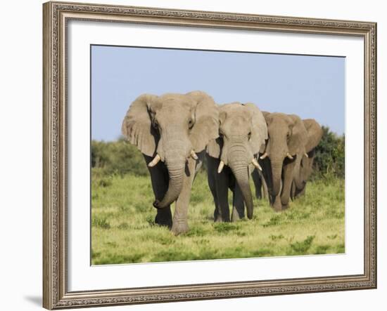 African Elephant, Bulls Walking in Line, Etosha National Park, Namibia-Tony Heald-Framed Photographic Print