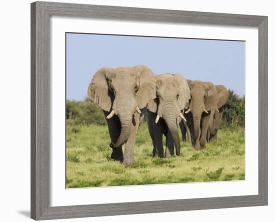 African Elephant, Bulls Walking in Line, Etosha National Park, Namibia-Tony Heald-Framed Photographic Print