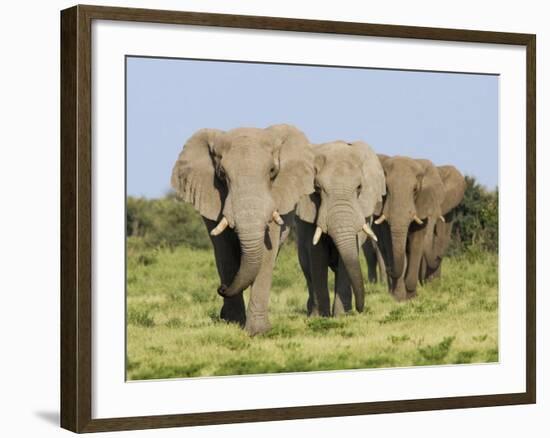 African Elephant, Bulls Walking in Line, Etosha National Park, Namibia-Tony Heald-Framed Photographic Print