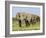 African Elephant, Bulls Walking in Line, Etosha National Park, Namibia-Tony Heald-Framed Photographic Print