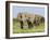 African Elephant, Bulls Walking in Line, Etosha National Park, Namibia-Tony Heald-Framed Photographic Print