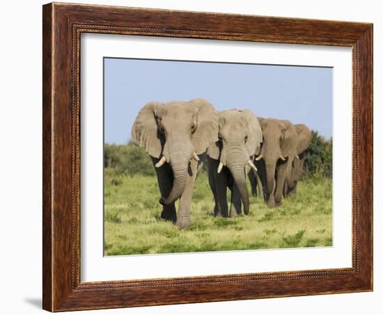 African Elephant, Bulls Walking in Line, Etosha National Park, Namibia-Tony Heald-Framed Photographic Print